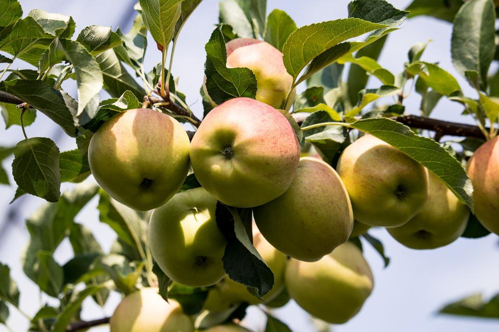 apple tree æbletræ