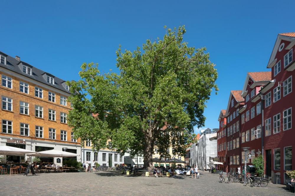 gråbrødre torv platantræ