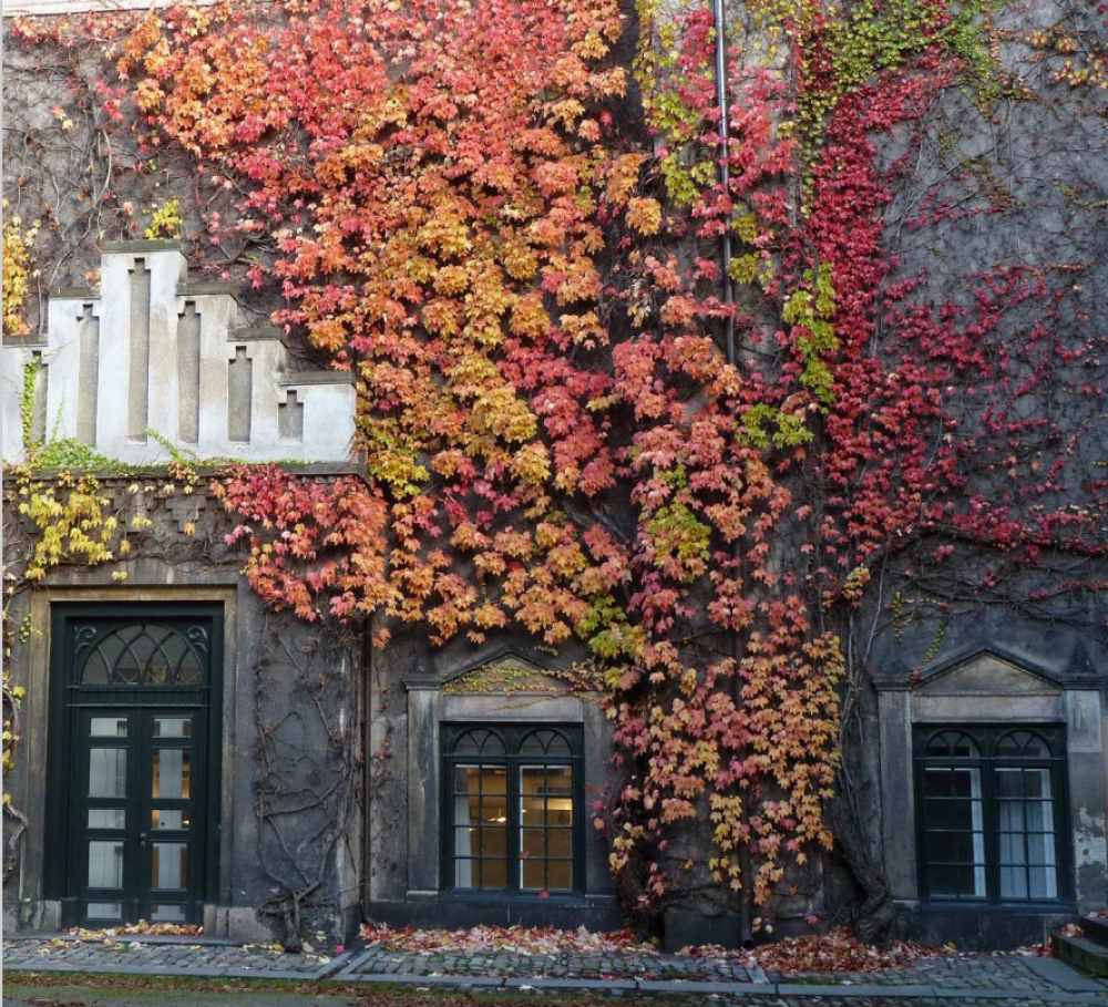 facade, planter, mur
