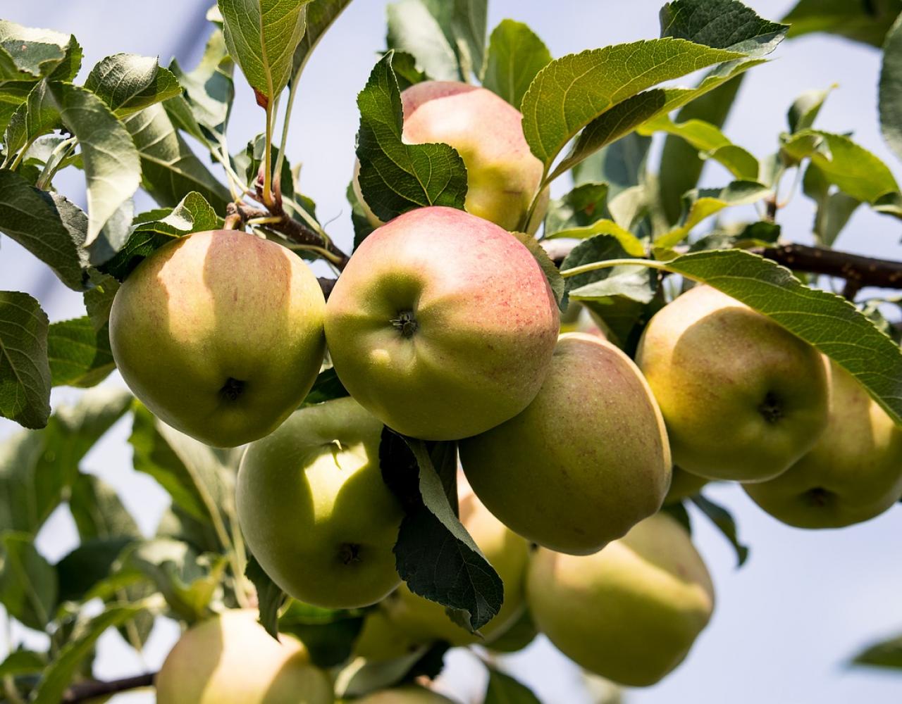 apple tree æbletræ