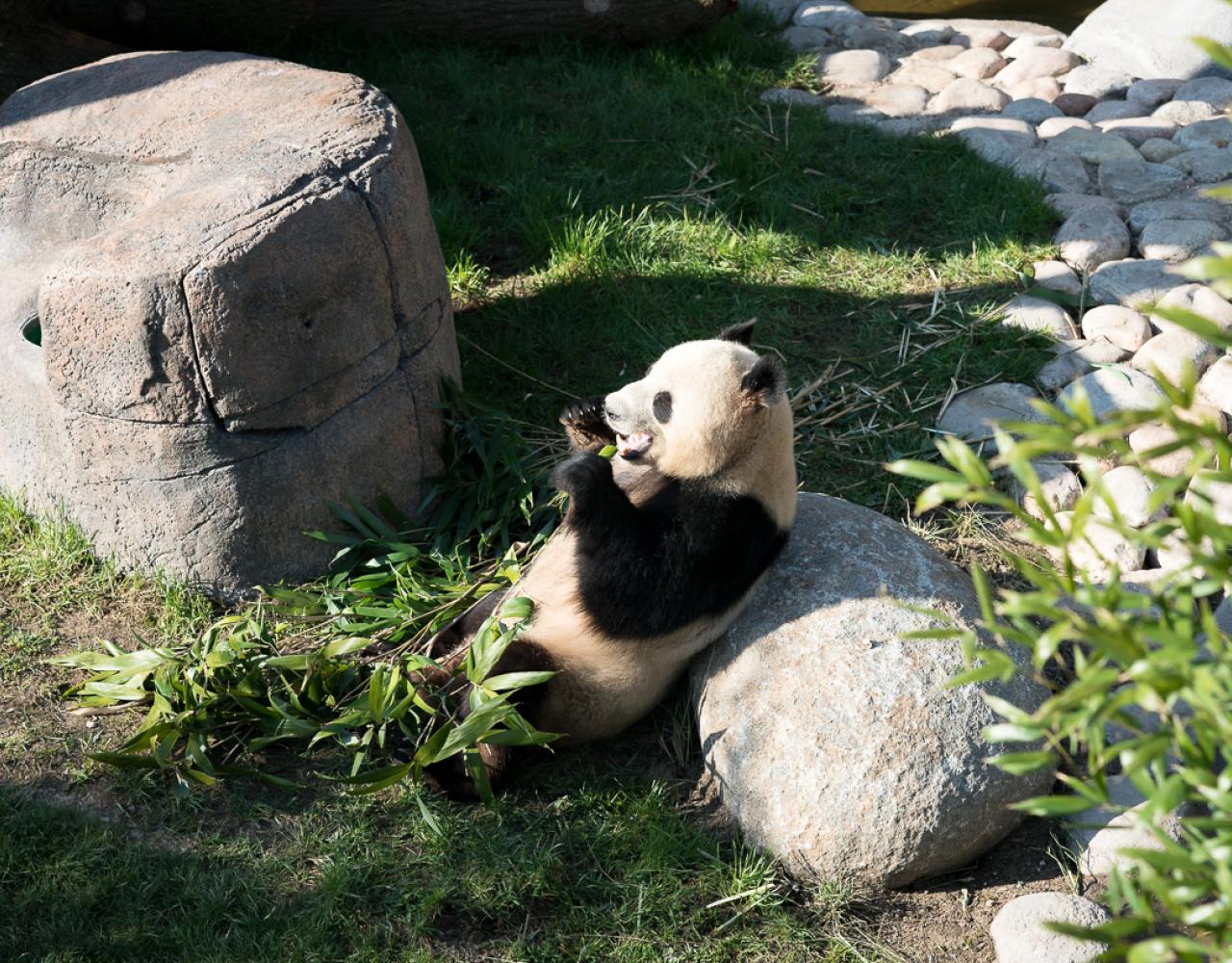 københavnsk panda