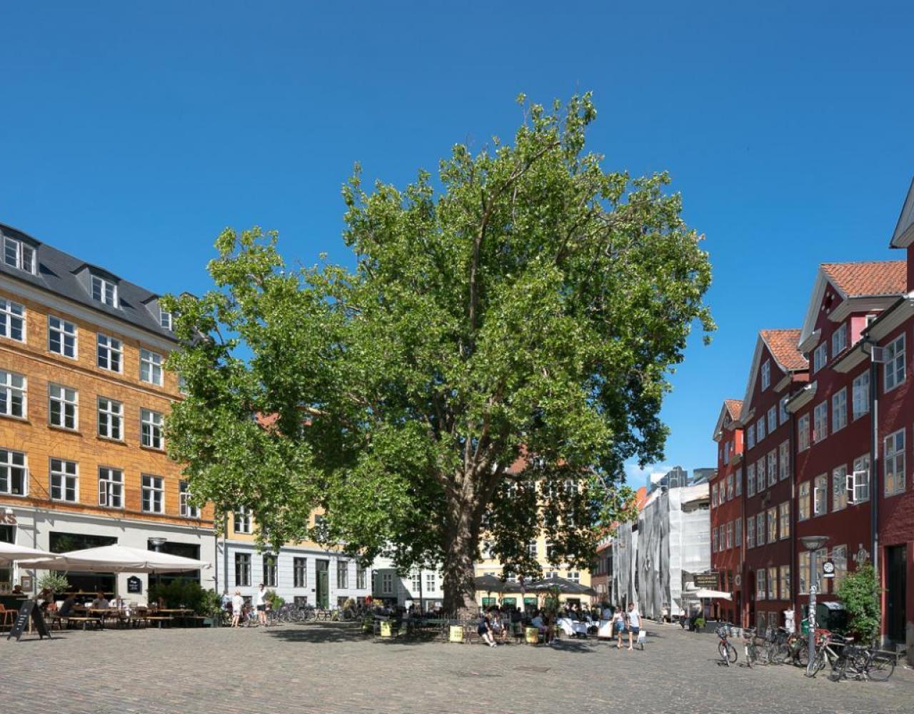 gråbrødre torv platantræ