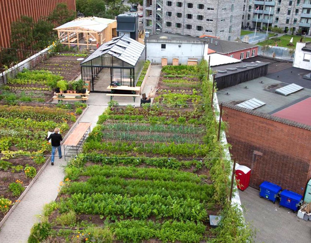 Østergro tagfarm Østerbro