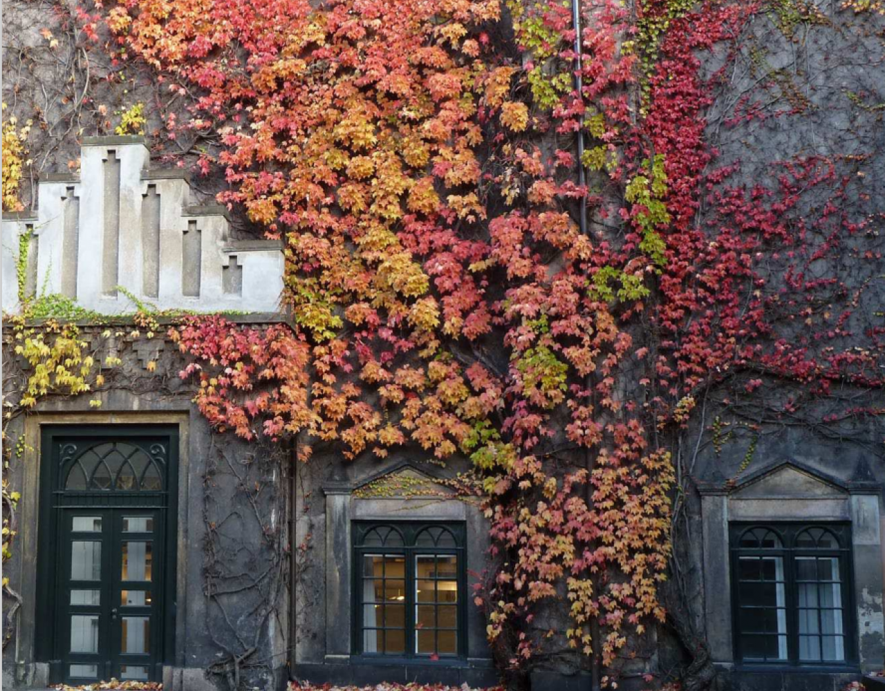 facade, planter, mur