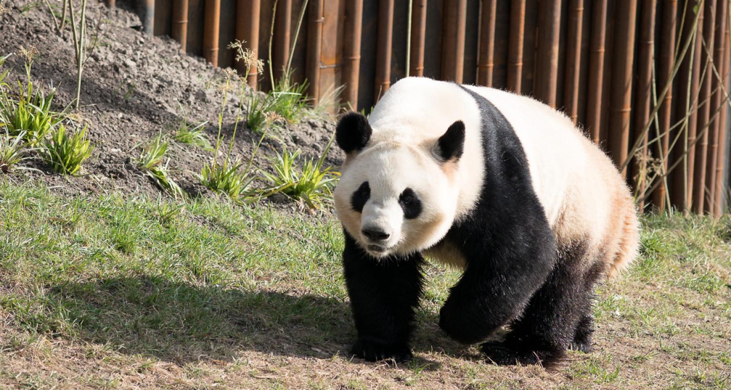 panda copenhagen zoo