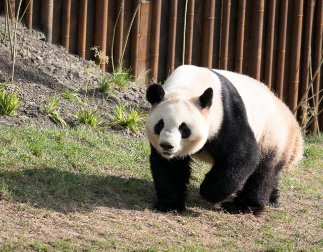 panda copenhagen zoo