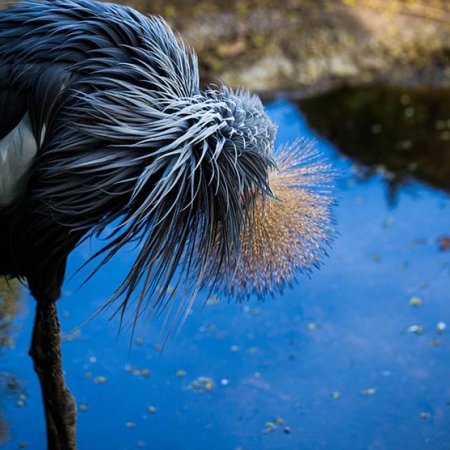 Grooming bird