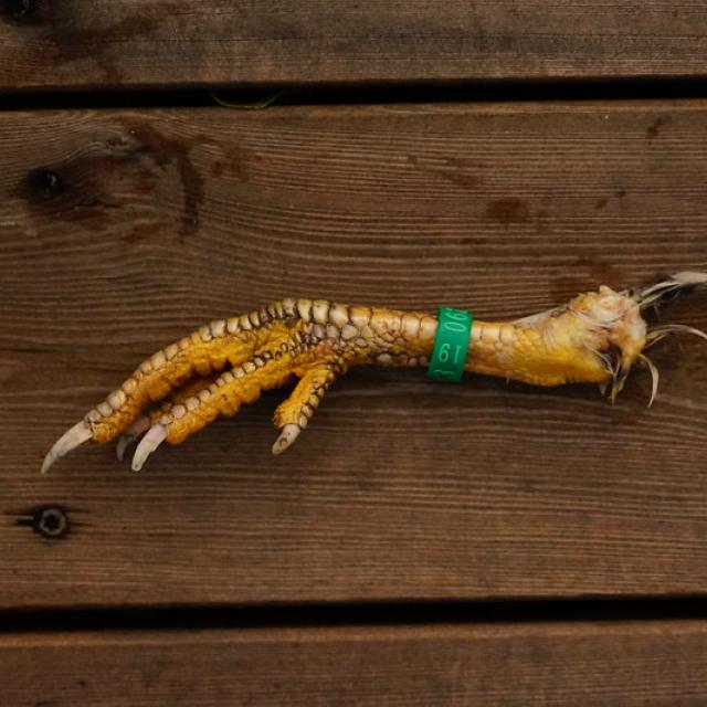 the life and death of a bird of prey discovered II/II