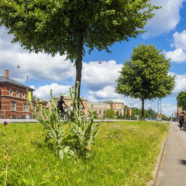 Thistle in the Heart of Copenhagen 2020