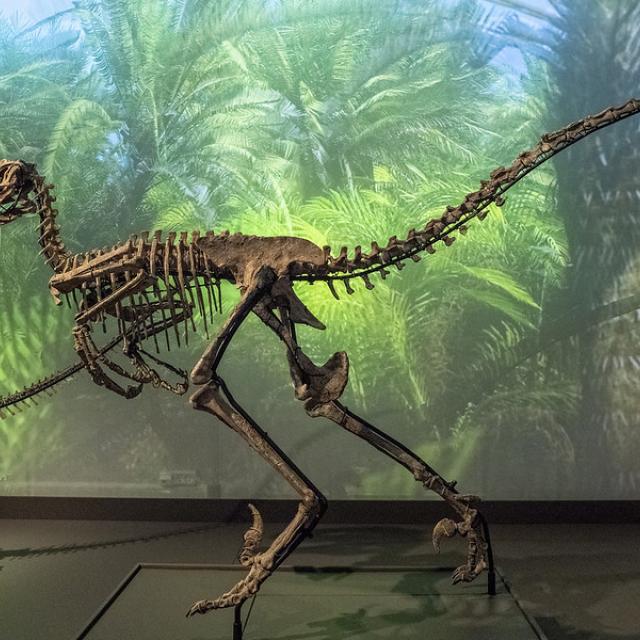 Dinosaur, Natural History Museum of Copenhagen 2020