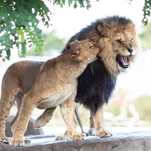 Lion's Kiss