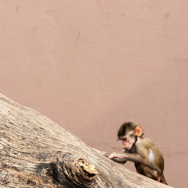 Monkey business