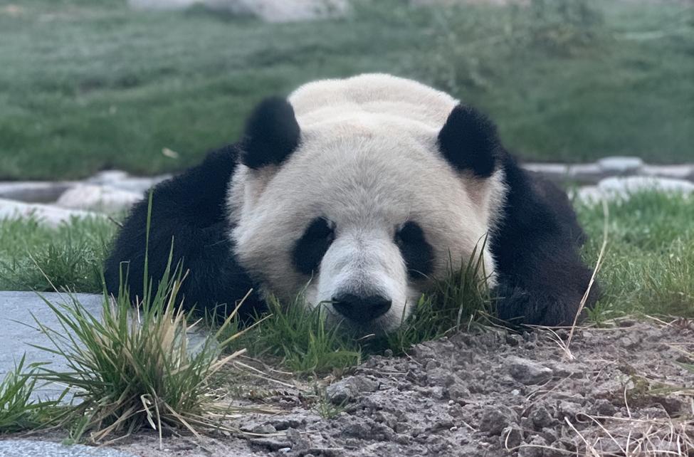 panda fra restaurant panpan