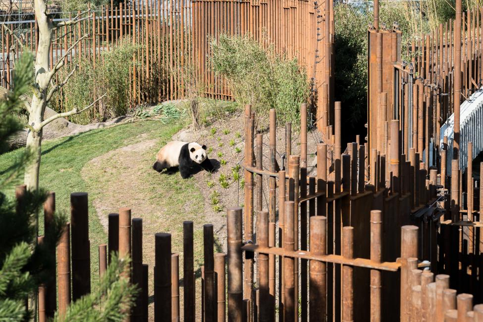 pandaanlæg hunpanda