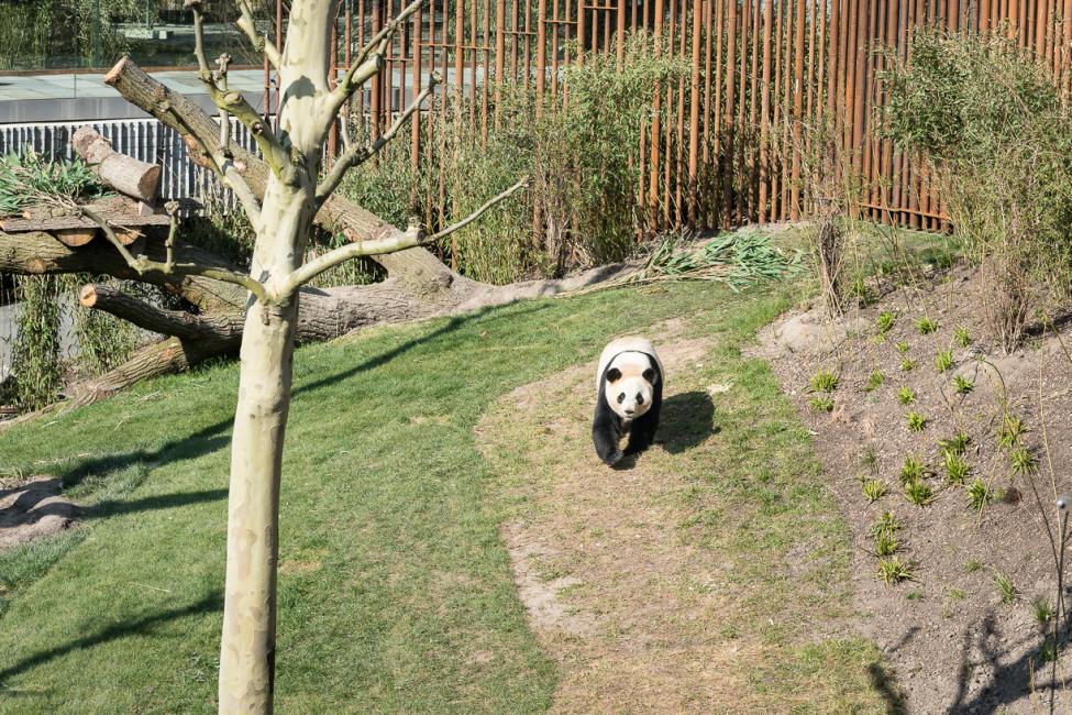 pandaanlæg træer