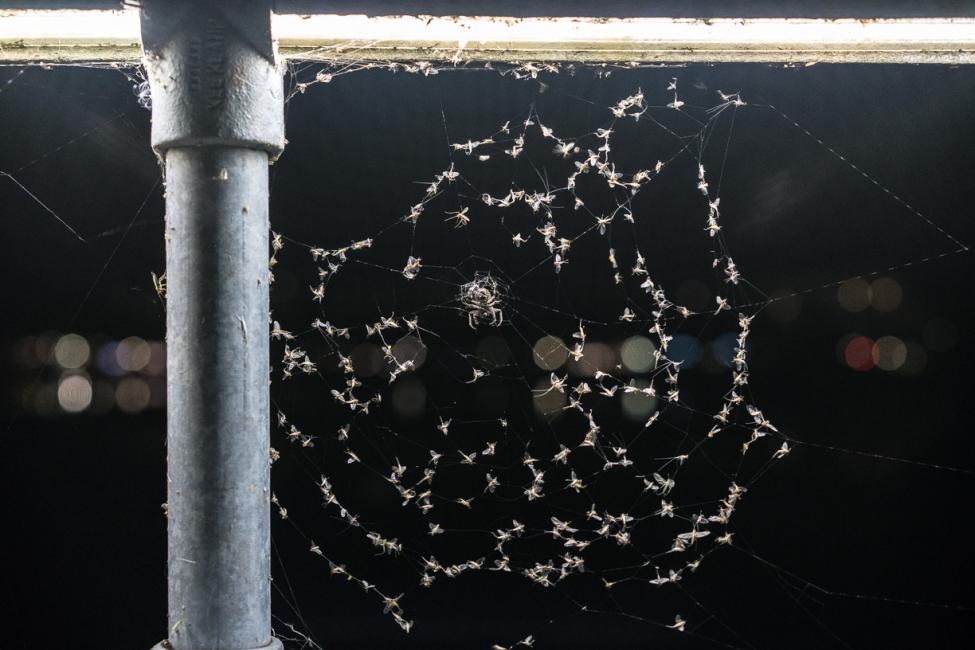 spindelvæv bro sortedammen