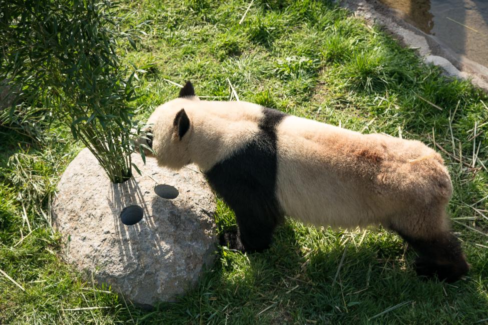 panda med bambus i sten