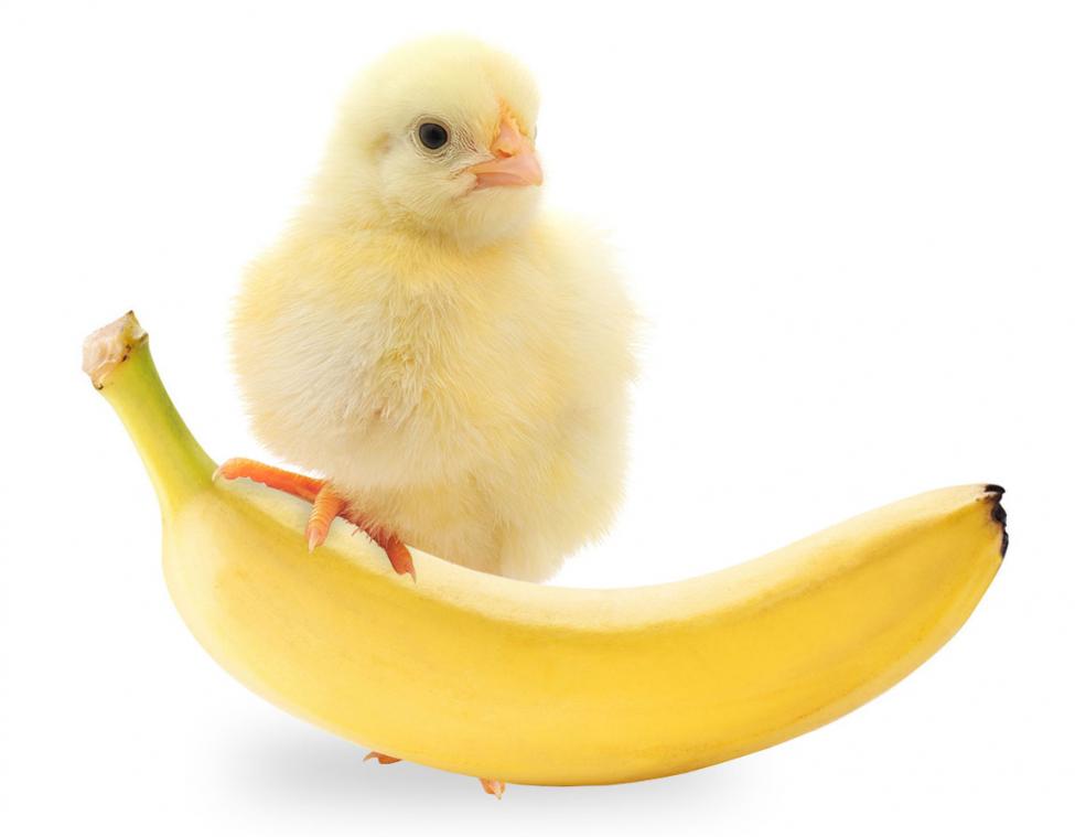 kylling banan