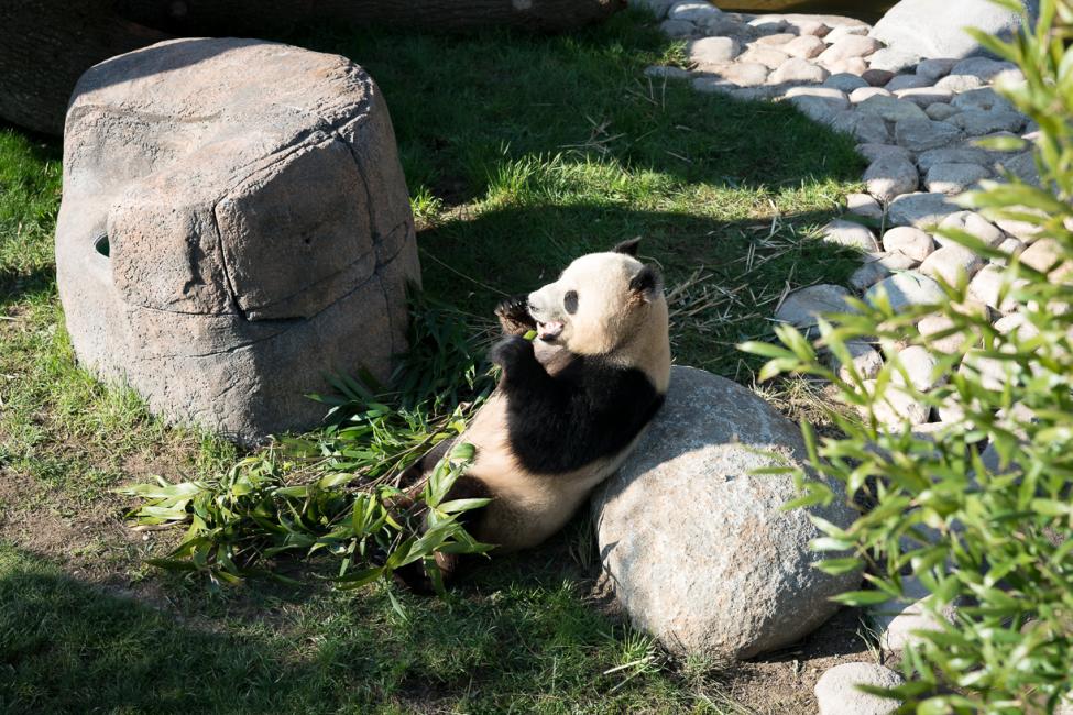 københavnsk panda