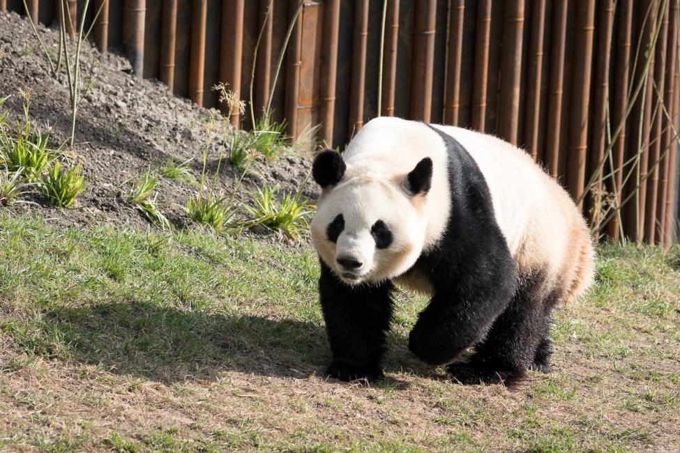 panda copenhagen zoo